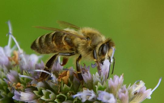 Biene beim Nektarsammeln - Foto: Siegfried Eggers