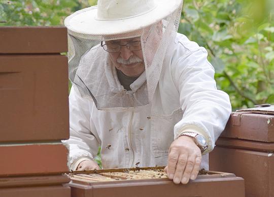 Imker Gerhard Eggers arbeitet an einem Bienenvolk - Foto: Siegfried Eggers