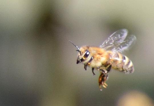 Biene im Flug - Foto: Siegfried Eggers
