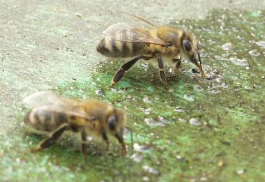 Honigbiene, trinkend. Foto-Copyright: Siegfried Eggers