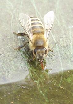 Honigbiene, trinkend. Foto-Copyright: Siegfried Eggers