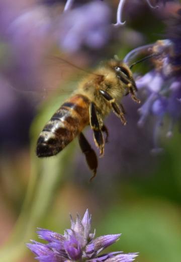Biene im Anflug - Foto: Siegfried Eggers