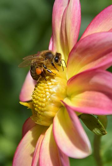 Biene mit Pollen auf einer Blte - Foto: Siegfried Eggers